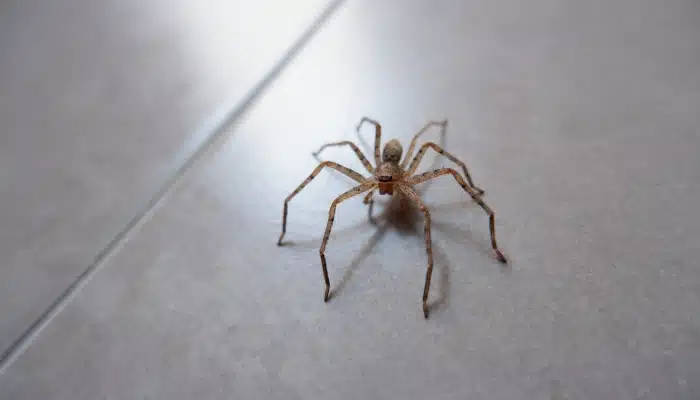 spider